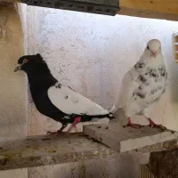 بوم رنگی
