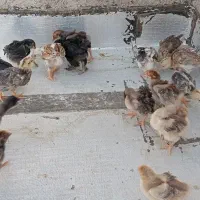 جوجه مرندی