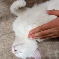 گربه|گربه|نیشابور, دارایی|دیوار