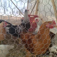 مرغ و خروس محلی