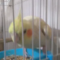 جفت عروس لوتینو مولد