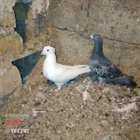 کبوتر