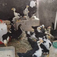 جوجه گلین ۳ ماهه