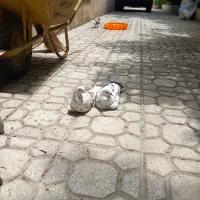 کبوتر .