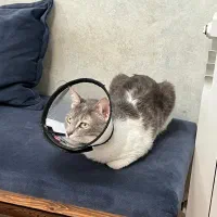 گربه DSHماده واگذاری