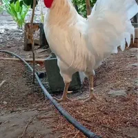 خروس زنده