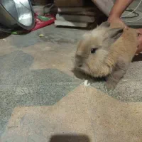 فروش خرگوش