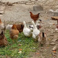 سه اردک نر بالغ