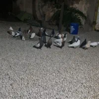 کفتر
