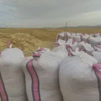 کاه دیم