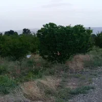 فروش باغ