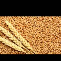 گندم امسال بهترین گندم