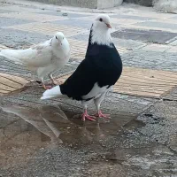 فروش کودکبوتریاهمان ذیل