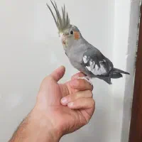جوجه عروس هلندی