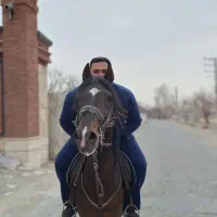 اسب نریان کرد سواریدار|اسب و تجهیزات اسب‌سواری|تهران, پونک|دیوار