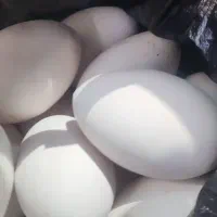 تخم غاز