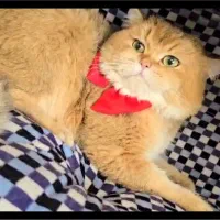 گربه بریتیش نر گلد ny12 برای جفت گیری