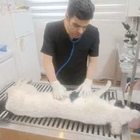 دامپزشک حیوانات خانگی و فیزیوتراپیست (در محل)