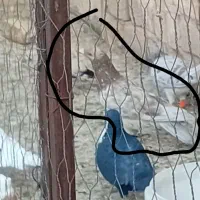 گم شوده محدود جعفرآباد