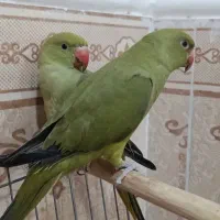 سلام فروش دوعدد جوجه طوطی ملنگو