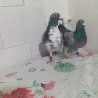 کبوتر کفتر