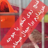 فنچ بنگالی روی تخم