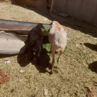 میش بره براش حدود ۲۰ گیلو برش ماده