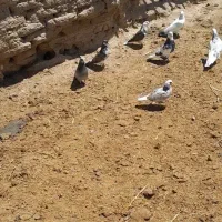 کفتر فروشی