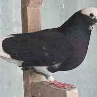 کبوترشازده تهرانی پرشی