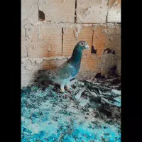 2تا نر طاووسی