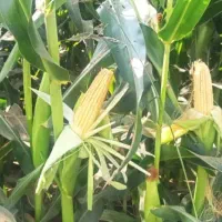 ذرت علوفه تخمیرشده سیلوشده