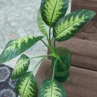 گل طبیعی دیفن باخیا