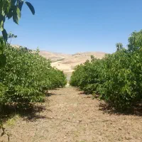 باغ چرسانه ۱۰۰۰۰ متری