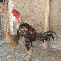 فروش خروس لاری افغان