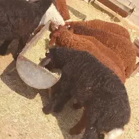 بره نر