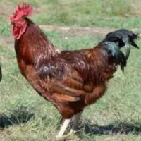 خروس محلی درشت