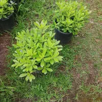 گل اپارتمانی گل کاری  باغبانی