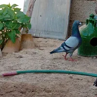 نر پلاکی اصل