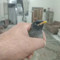 جوجه مینا سالم