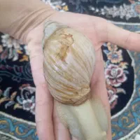 حلزون برای حلزون تراپی پوست