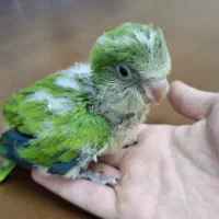 جوجه راهب نرم خور 50 روزه
