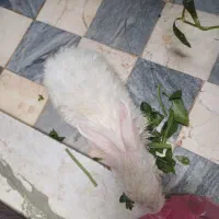 خرگوش باهوش