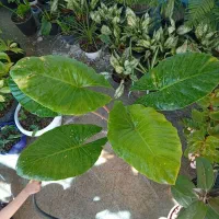 همه گلهای طبیعی و آپارتمانی موجوده
