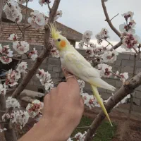 عروس هلندی نر اهلی جوان