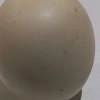 سنگ آسیاب اصل