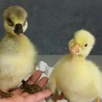 فروش جوجه قو غاز واردک جوجه مرغ گلین
