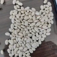 حبوبات