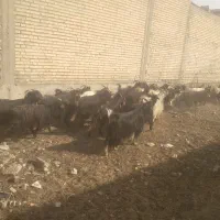 بزگوسفندبزچاق