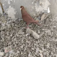 سرخ کرمانی با جوانه طوقی کاکل