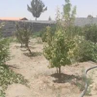 باغ با درخت پنج ساله